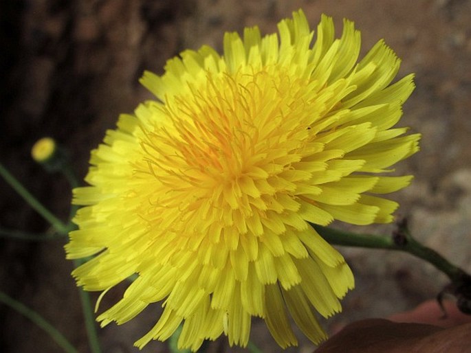 Sonchus radicatus