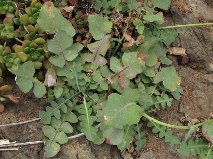 Sonchus radicatus