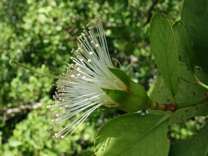 Sonneratia alba