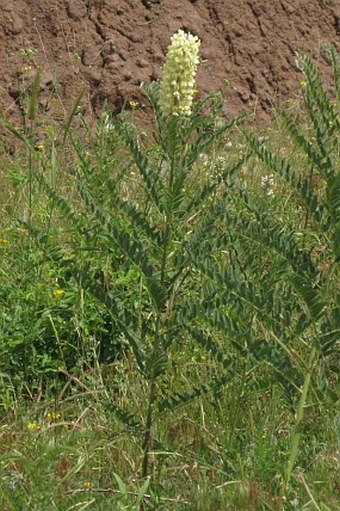 Sophora alopecuroides