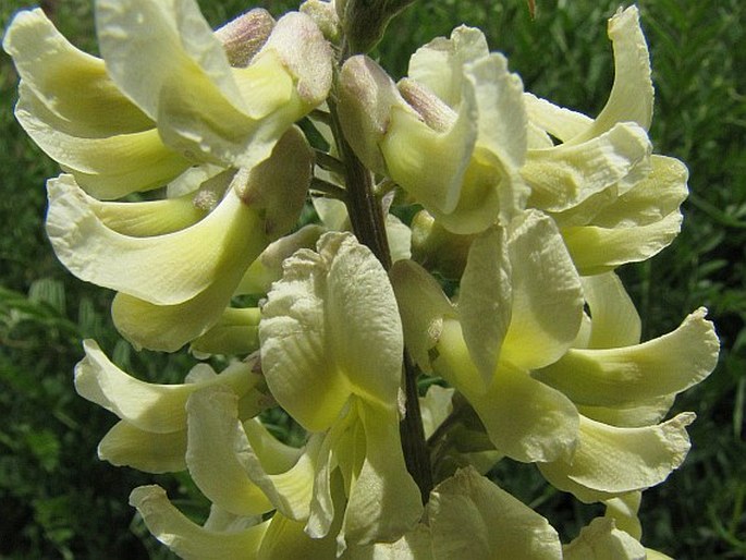 Sophora alopecuroides