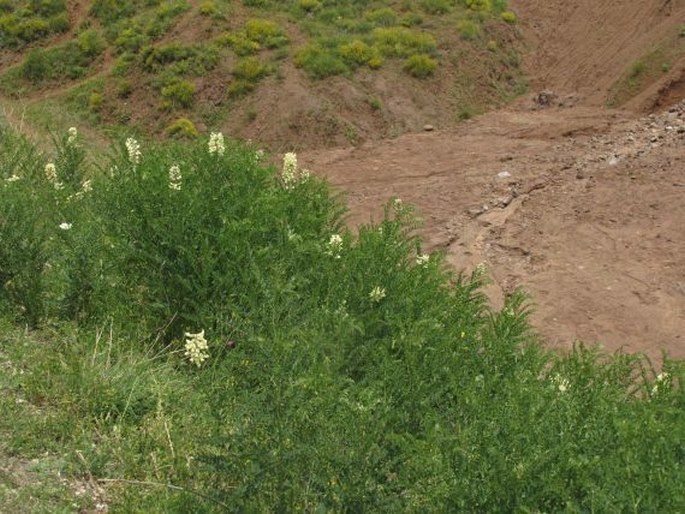 Sophora alopecuroides