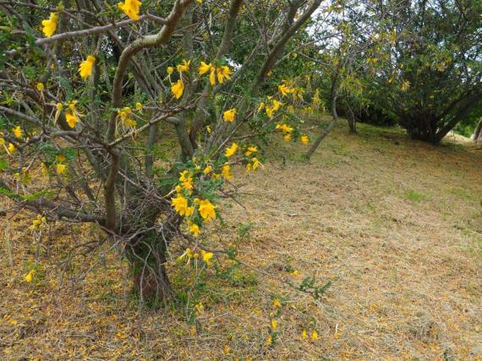 Sophora cassioides