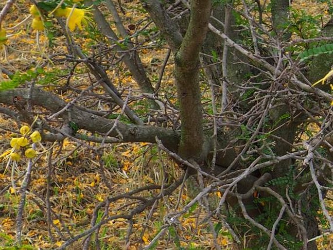 Sophora cassioides