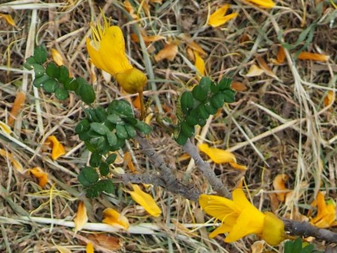 Sophora cassioides