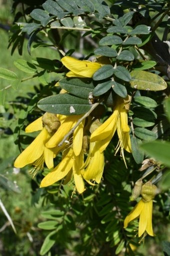 Sophora macrocarpa