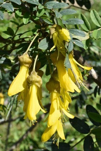 Sophora macrocarpa