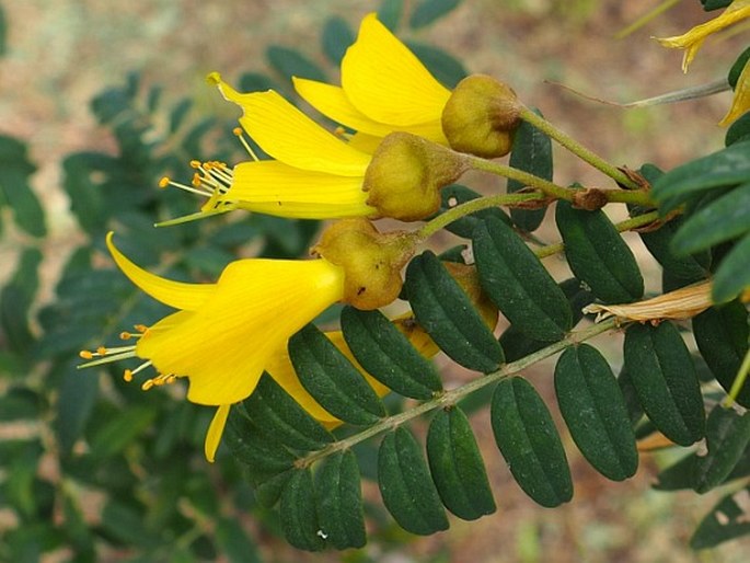 Sophora macrocarpa