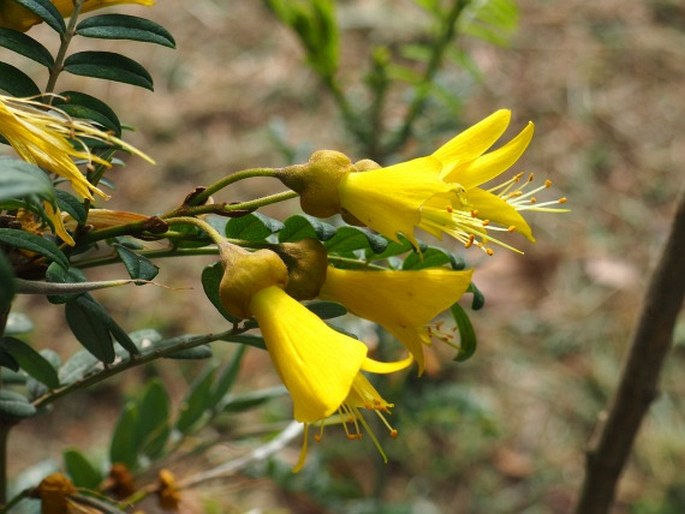 Sophora macrocarpa