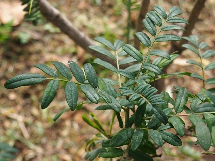 Sophora macrocarpa