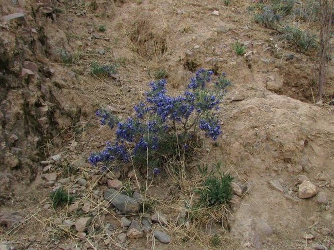 Sophora moorcroftiana