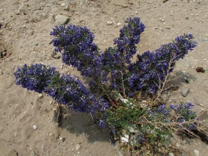 Sophora moorcroftiana