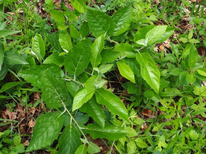 Sorbus aria