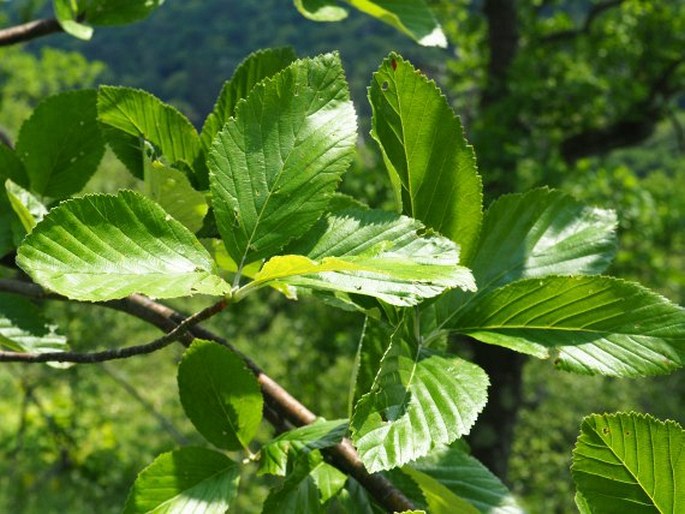 Sorbus aria