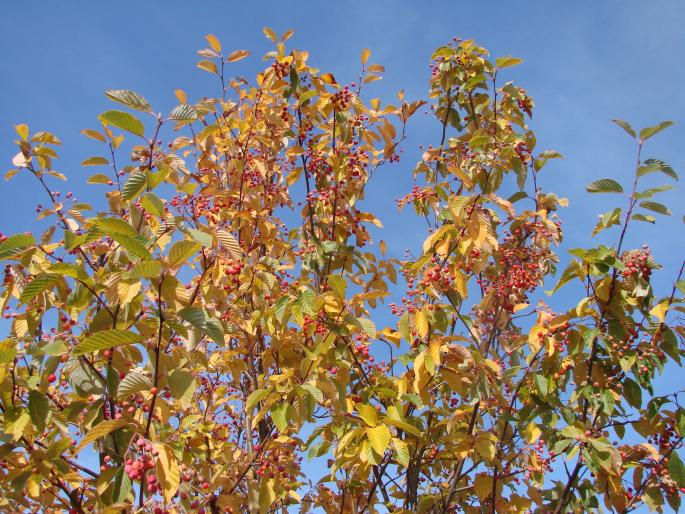 Sorbus alnifolia