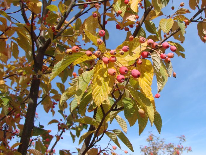 Sorbus alnifolia