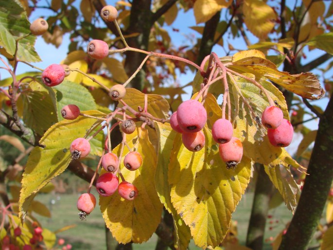 Sorbus alnifolia