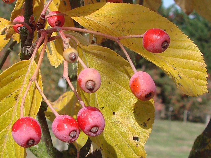 Sorbus alnifolia