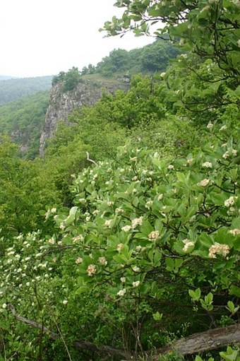 Sorbus cucullifera