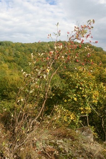 Sorbus cucullifera