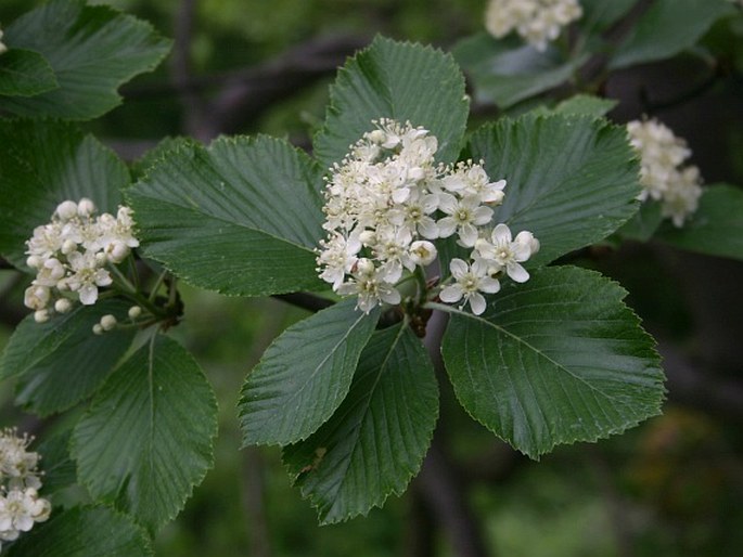 SORBUS CUCULIFERA M. Lepší et P. Lepší – jeřáb kornoutolistý / jarabina