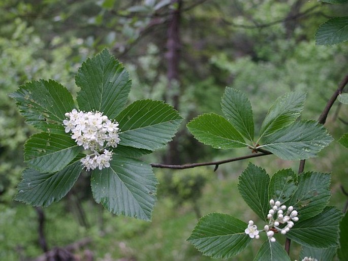 Sorbus cucullifera