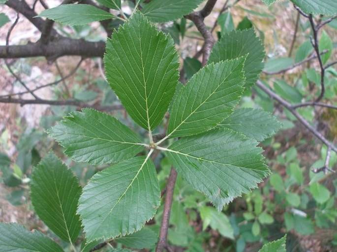 Sorbus cucullifera