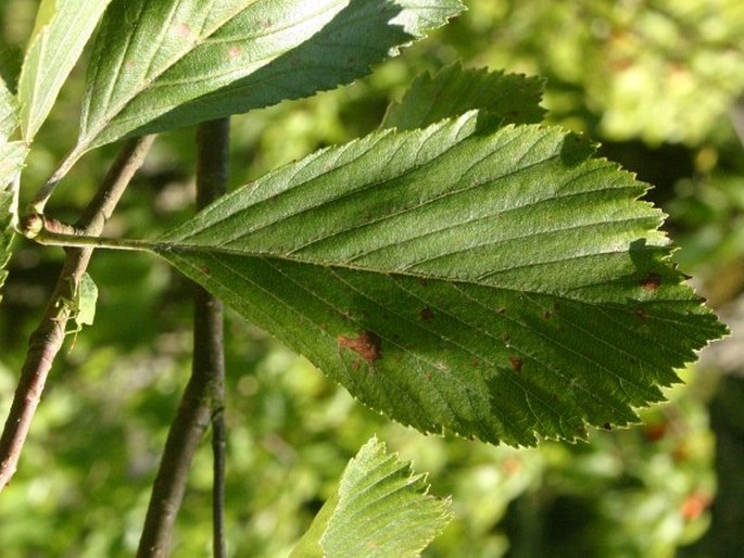 Sorbus cucullifera