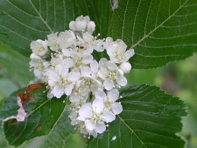 Sorbus cucullifera