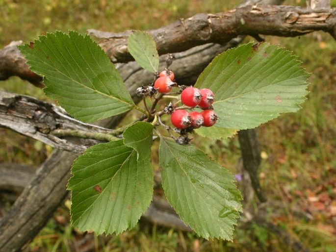 Sorbus cucullifera