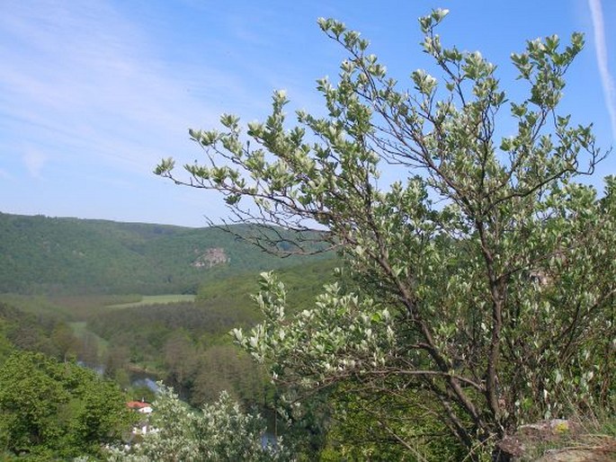 Sorbus cucullifera