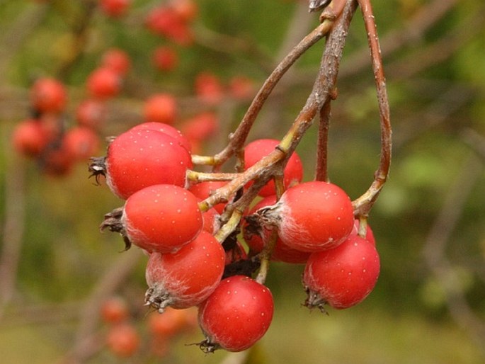 Sorbus cucullifera