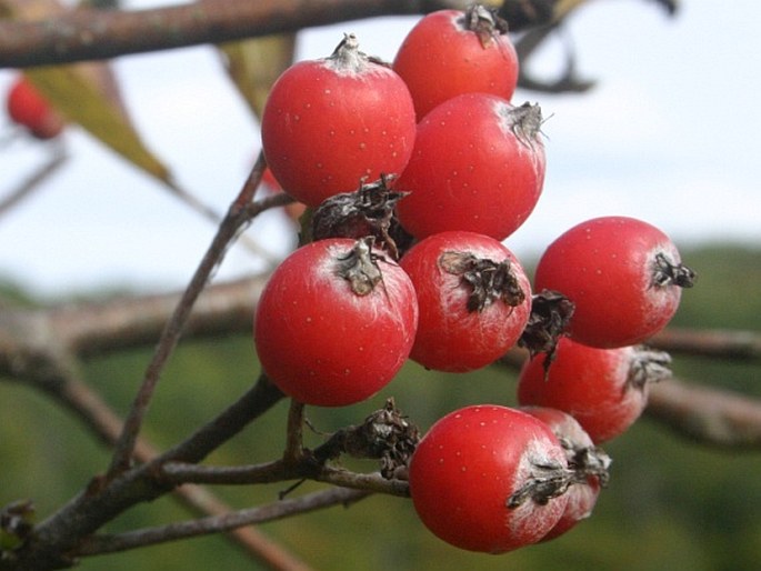 Sorbus cucullifera