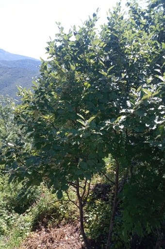 Sorbus hazslinszkyana