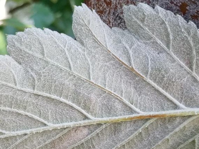 Sorbus hazslinszkyana