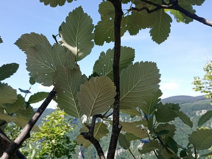 Sorbus hazslinszkyana