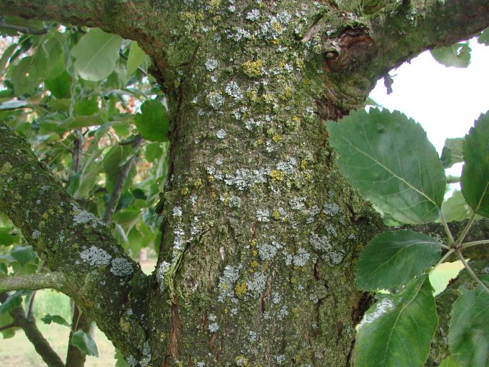 ×Sorbopyrus auricularis