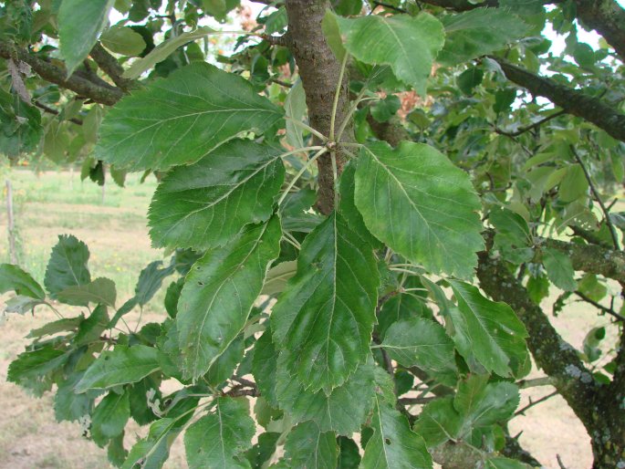 ×Sorbopyrus auricularis