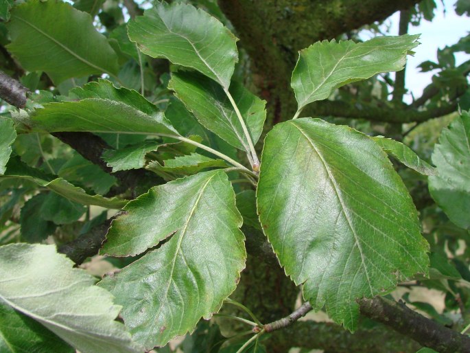 ×Sorbopyrus auricularis