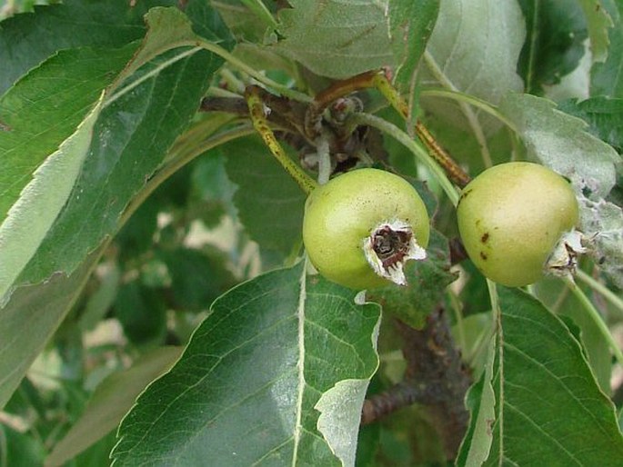 ×Sorbopyrus auricularis