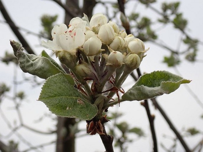 ×Sorbopyrus auricularis