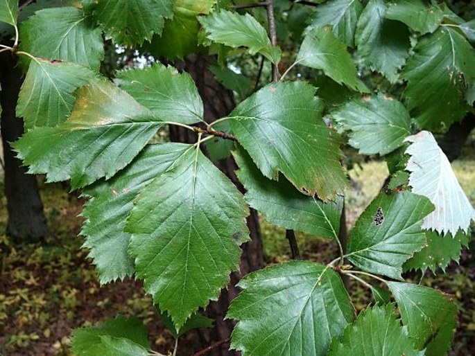 SORBUS RHODANTHERA Kovanda - jeřáb manětínský / jarabina