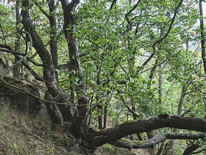 Sorbus rhodanthera