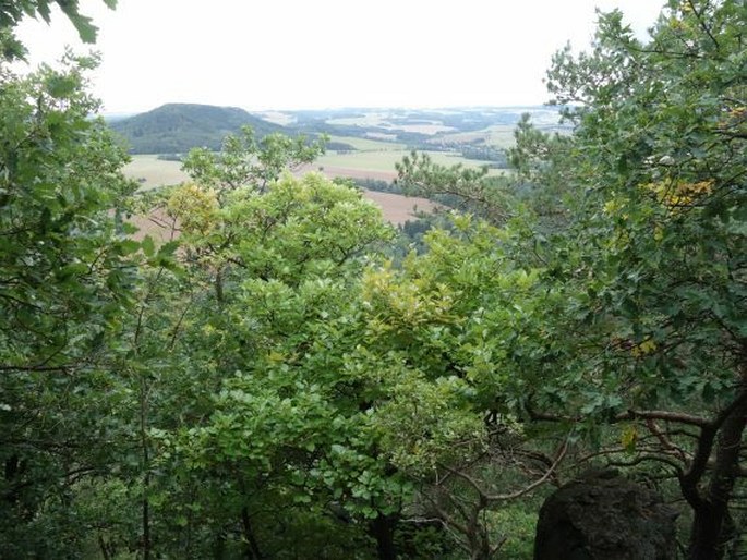 Sorbus rhodanthera