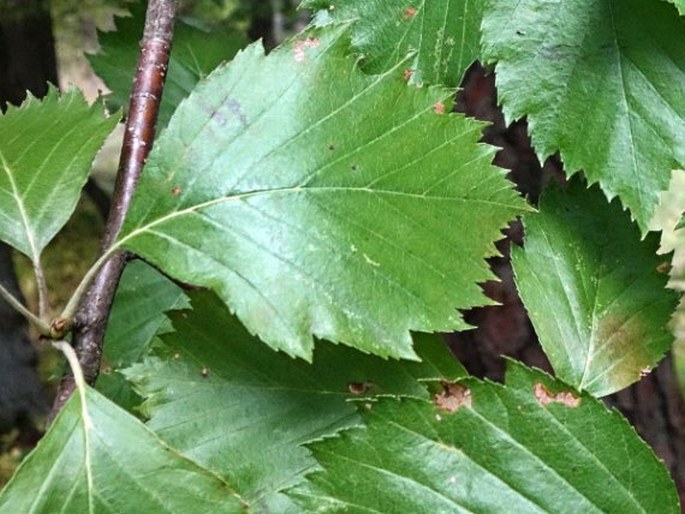 Sorbus rhodanthera