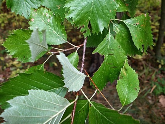 Sorbus rhodanthera