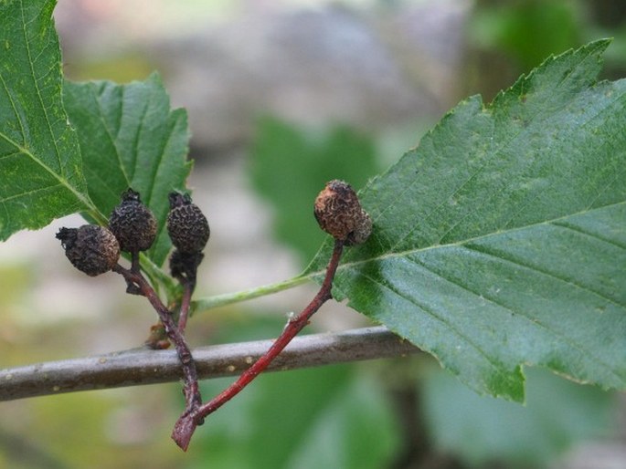 Sorbus rhodanthera