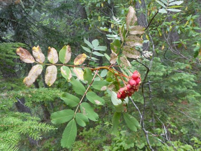 Sorbus sitchensis