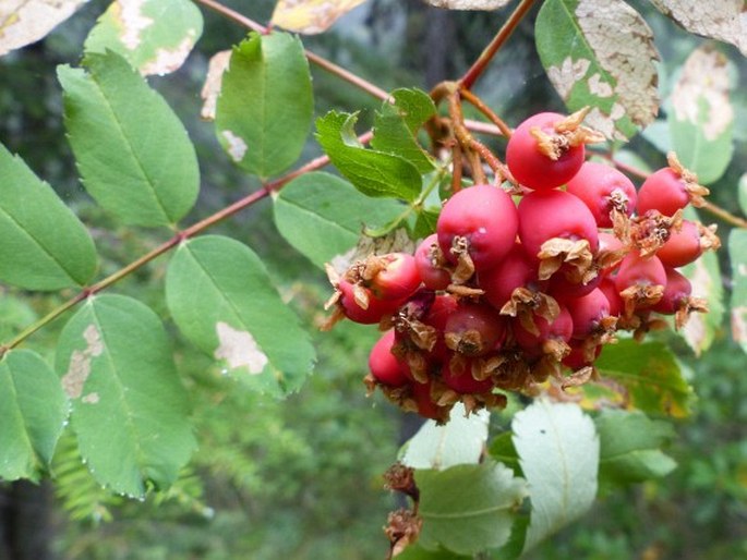 Sorbus sitchensis