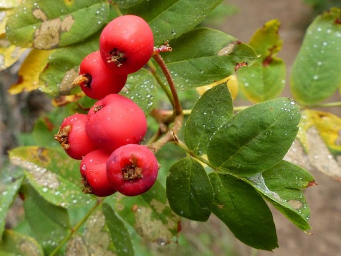 Sorbus sitchensis